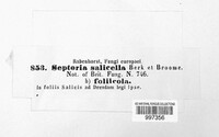 Rhabdospora salicella image